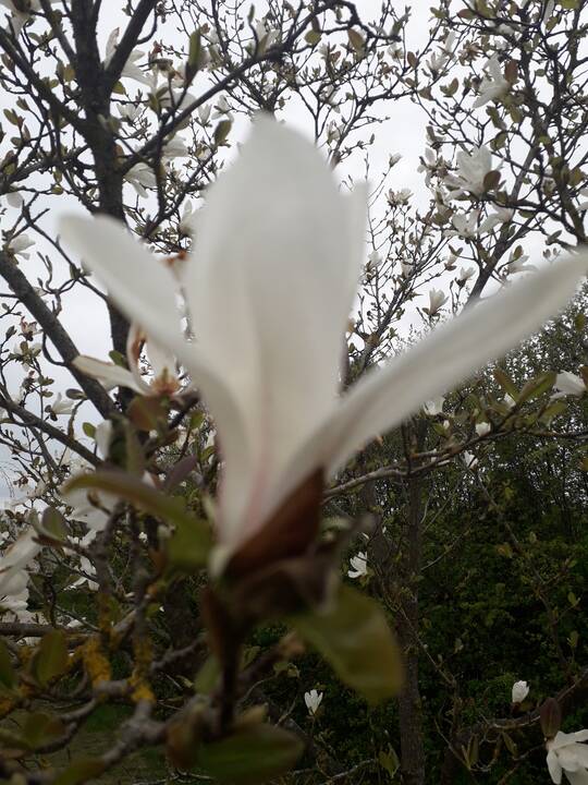 Įvairovė: Dubravos arboretume auga net 50 skirtingų rūšių magnolijų.