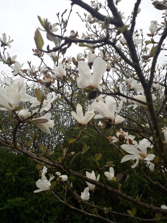 Įvairovė: Dubravos arboretume auga net 50 skirtingų rūšių magnolijų.