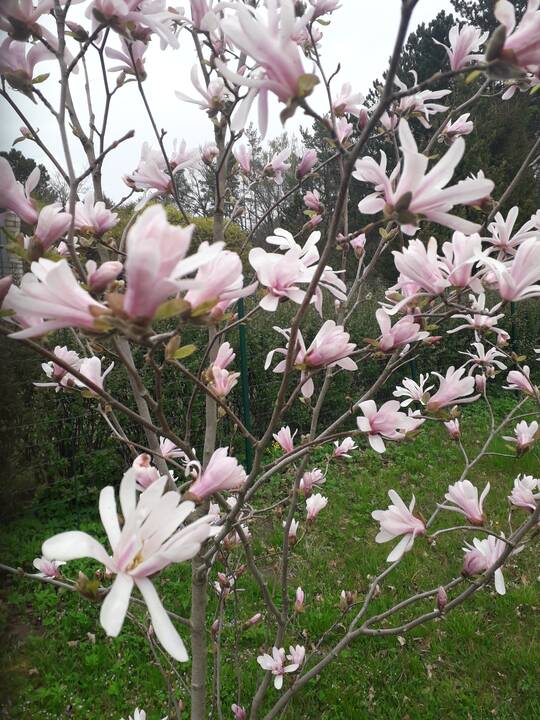 Įvairovė: Dubravos arboretume auga net 50 skirtingų rūšių magnolijų.