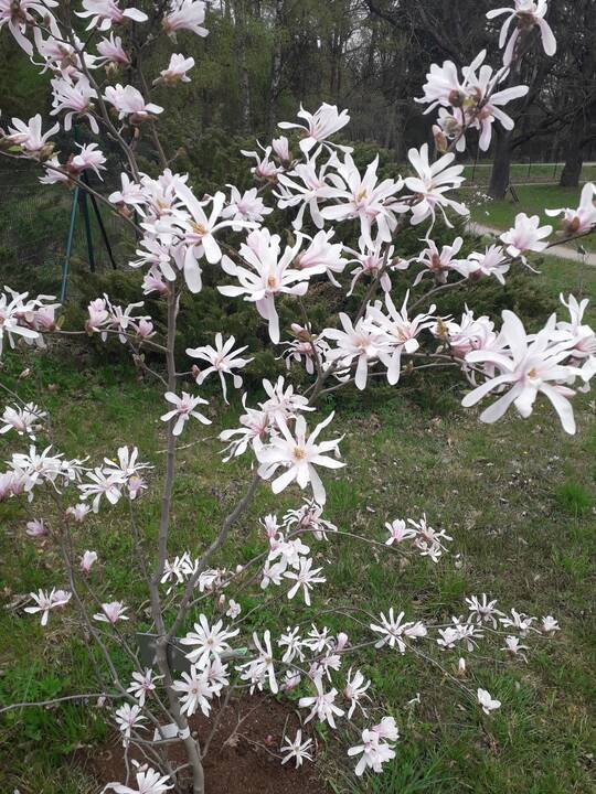Įvairovė: Dubravos arboretume auga net 50 skirtingų rūšių magnolijų.