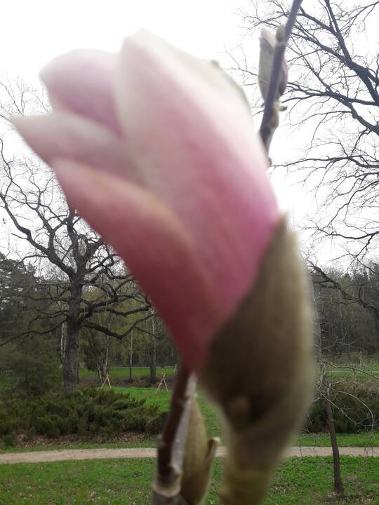 Įvairovė: Dubravos arboretume auga net 50 skirtingų rūšių magnolijų.