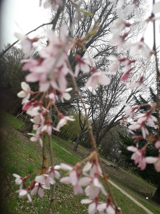 Įvairovė: Dubravos arboretume auga net 50 skirtingų rūšių magnolijų.