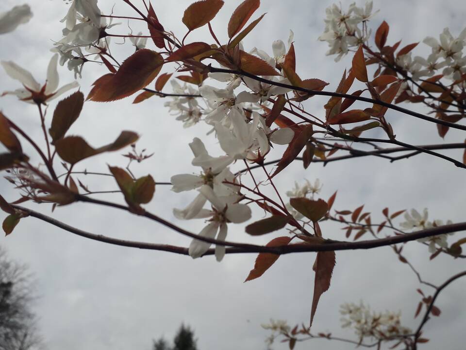 Įvairovė: Dubravos arboretume auga net 50 skirtingų rūšių magnolijų.