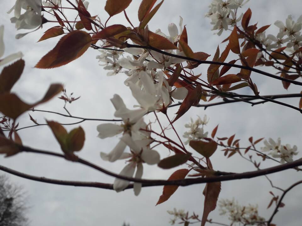 Įvairovė: Dubravos arboretume auga net 50 skirtingų rūšių magnolijų.