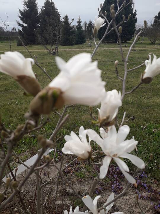 Įvairovė: Dubravos arboretume auga net 50 skirtingų rūšių magnolijų.