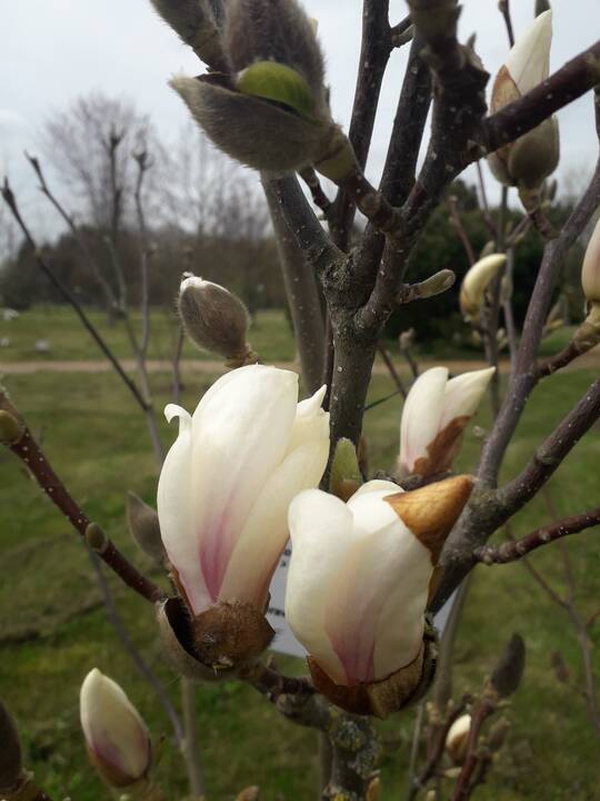 Įvairovė: Dubravos arboretume auga net 50 skirtingų rūšių magnolijų.