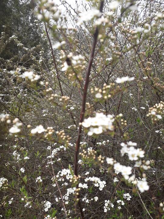 Įvairovė: Dubravos arboretume auga net 50 skirtingų rūšių magnolijų.