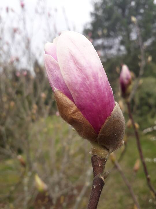 Įvairovė: Dubravos arboretume auga net 50 skirtingų rūšių magnolijų.