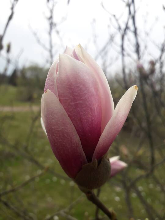 Įvairovė: Dubravos arboretume auga net 50 skirtingų rūšių magnolijų.