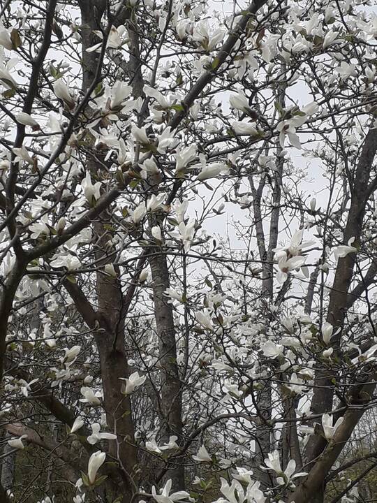 Įvairovė: Dubravos arboretume auga net 50 skirtingų rūšių magnolijų.