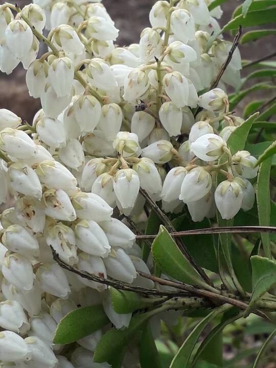 Įvairovė: Dubravos arboretume auga net 50 skirtingų rūšių magnolijų.