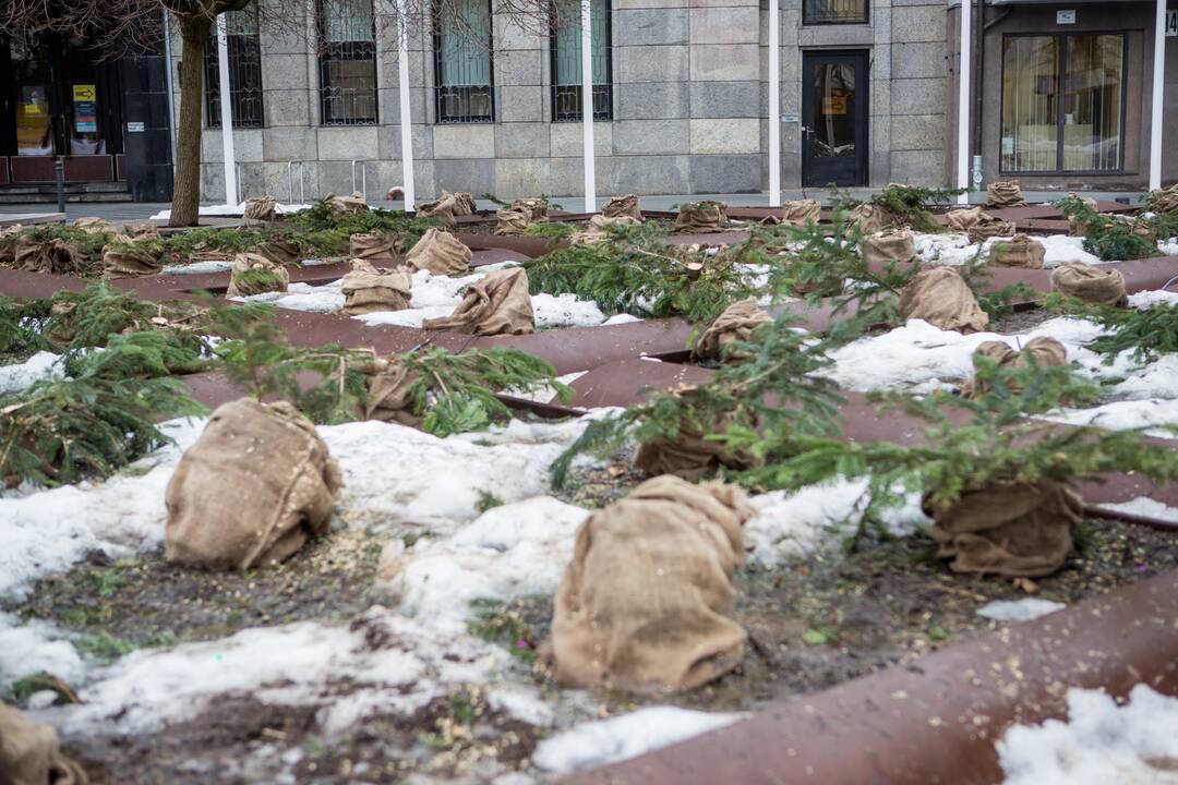 Nukapotos eglutės prie Kauno miesto savivaldybės