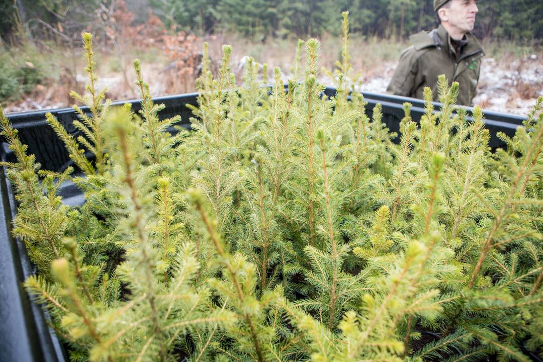 Miško lankytojams – miškininkų ir pareigūnų dovanos