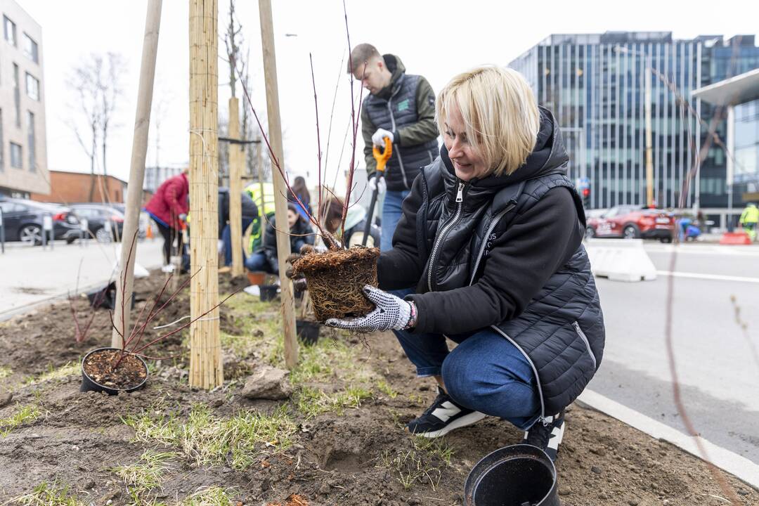 Vilniečiai kyla į Žaliąją bangą