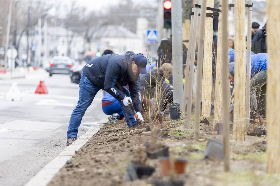 Vilniečiai kyla į Žaliąją bangą