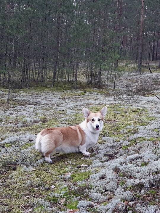 Draugai: Gražina tiki, kad į kažkieno namus Eivos mažyliai atneš laimės.