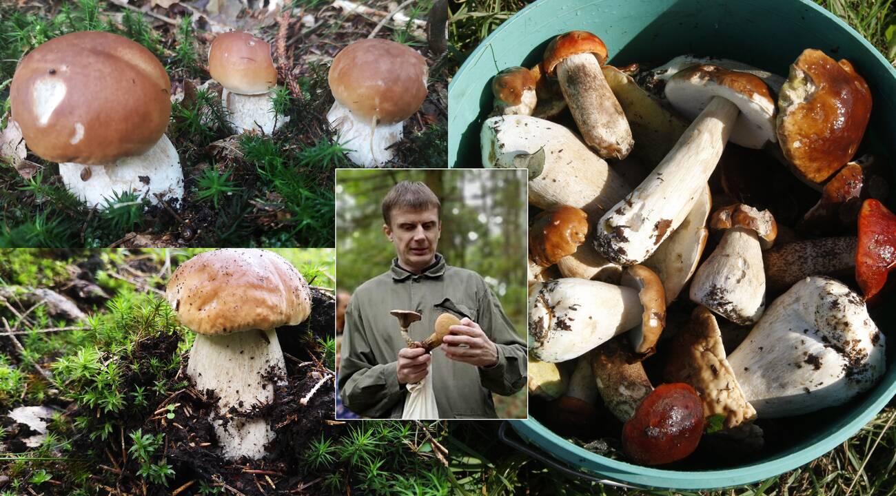 Rekordai: voveraitė pradeda augti vos nuo 1 mm per parą, baravykas – beveik dešimtkart greičiau, maždaug 1 cm per parą, o poniabudė, kai jau susiformuoja jos kiaušinis, – net 5 mm per minutę.