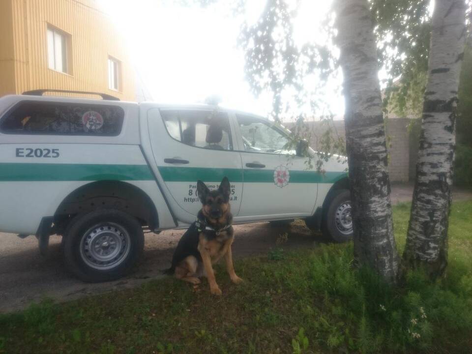 Pasiklydusį grybautoją aptiko tarnybinis šuo