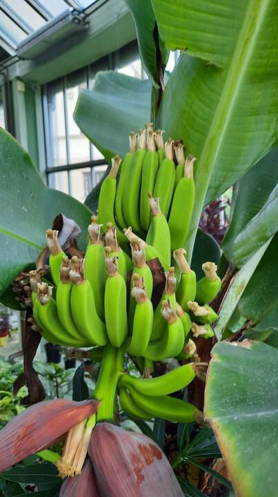 Bananmedis
