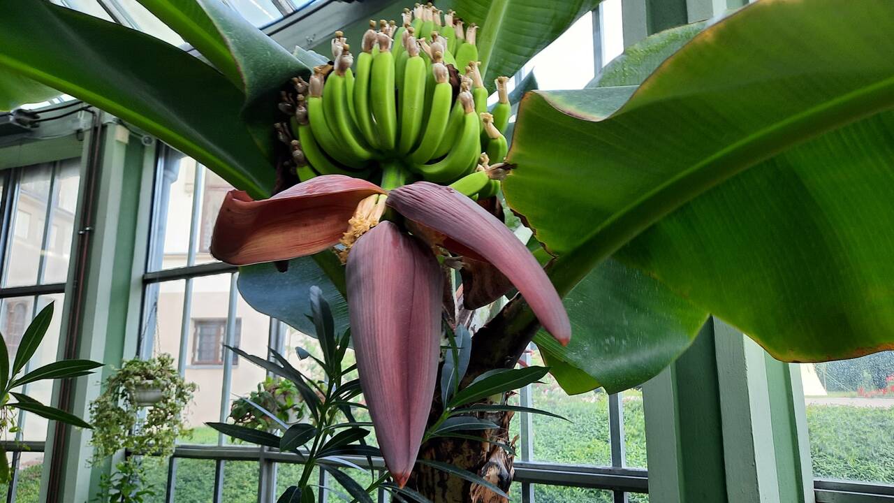 Bananmedis