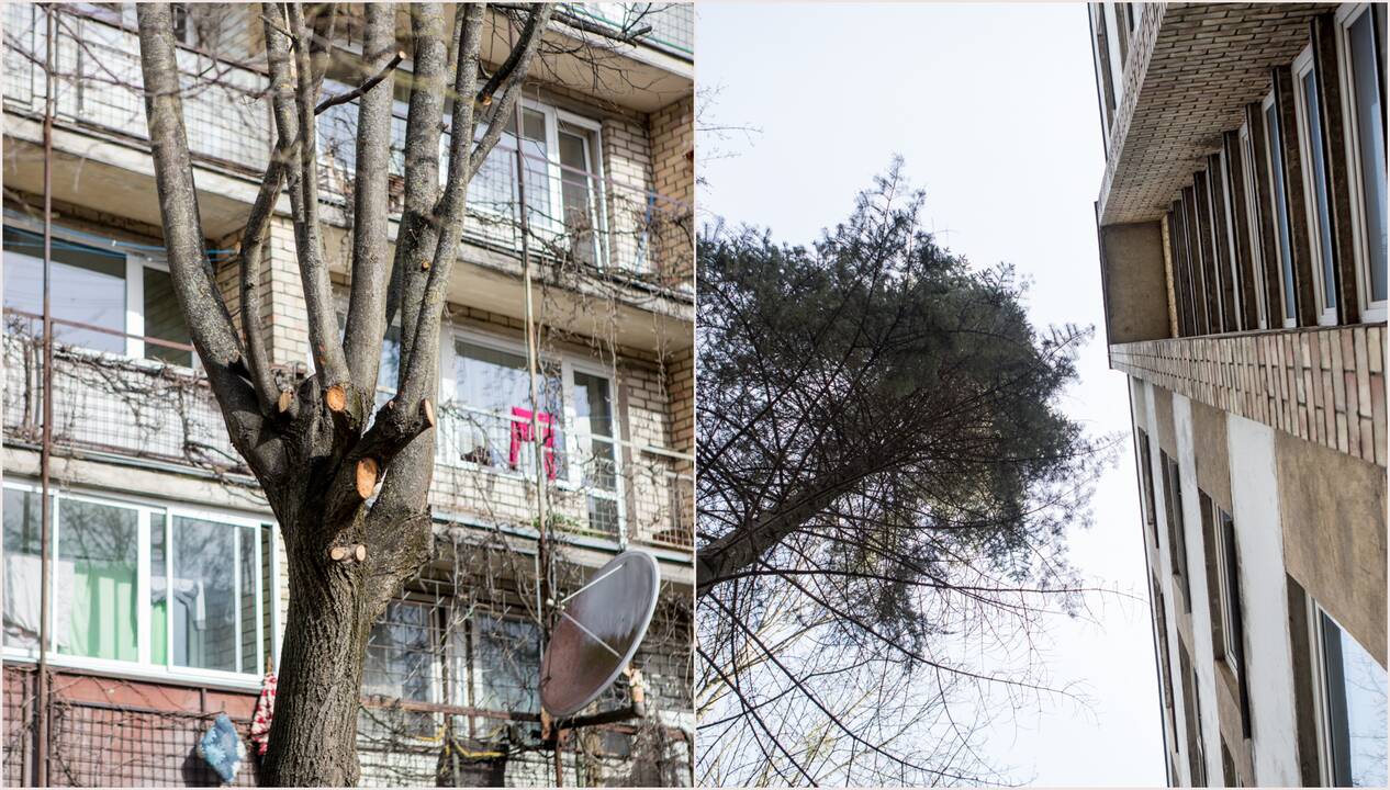 Skundas: apgenėjus medžius, šakos vis tiek siekia langus.