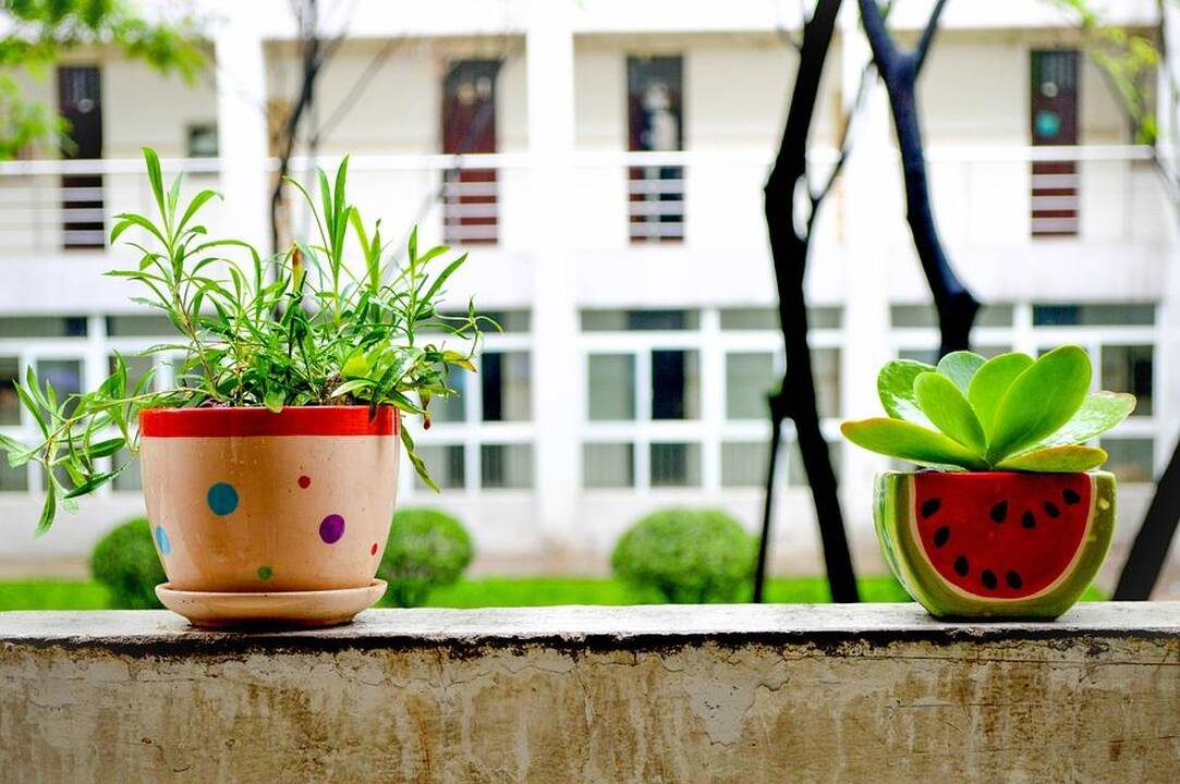 Kaip po žiemos pabudinti kambarinius augalus?