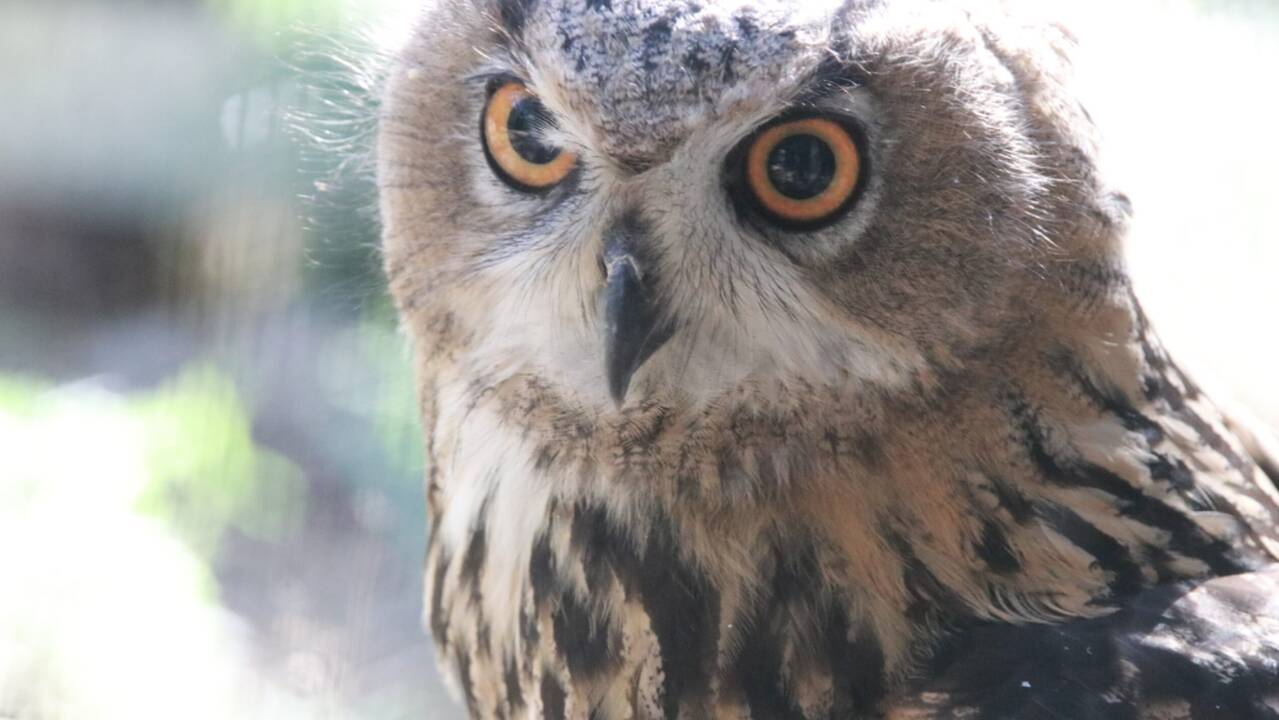 Nykstantys apuokai iš Lietuvos zoologijos sodo bus išleisti į gamtą