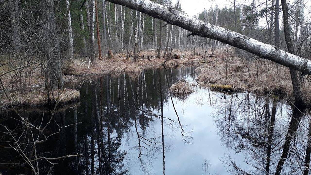 Pokyčiai: 2015 m. Čepkeliuose buvo potvynis, o šiemet – visiška sausra, tik bebrai, kur įmanoma, bando palaikyti vandens lygį.