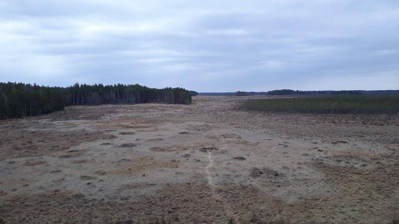 Pokyčiai: 2015 m. Čepkeliuose buvo potvynis, o šiemet – visiška sausra, tik bebrai, kur įmanoma, bando palaikyti vandens lygį.