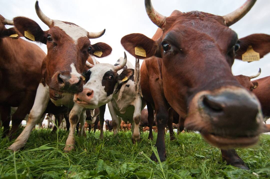 Maisto ir veterinarijos tarnybą pertvarkyti užsibrėžęs K. Navickas: nebus lengva 