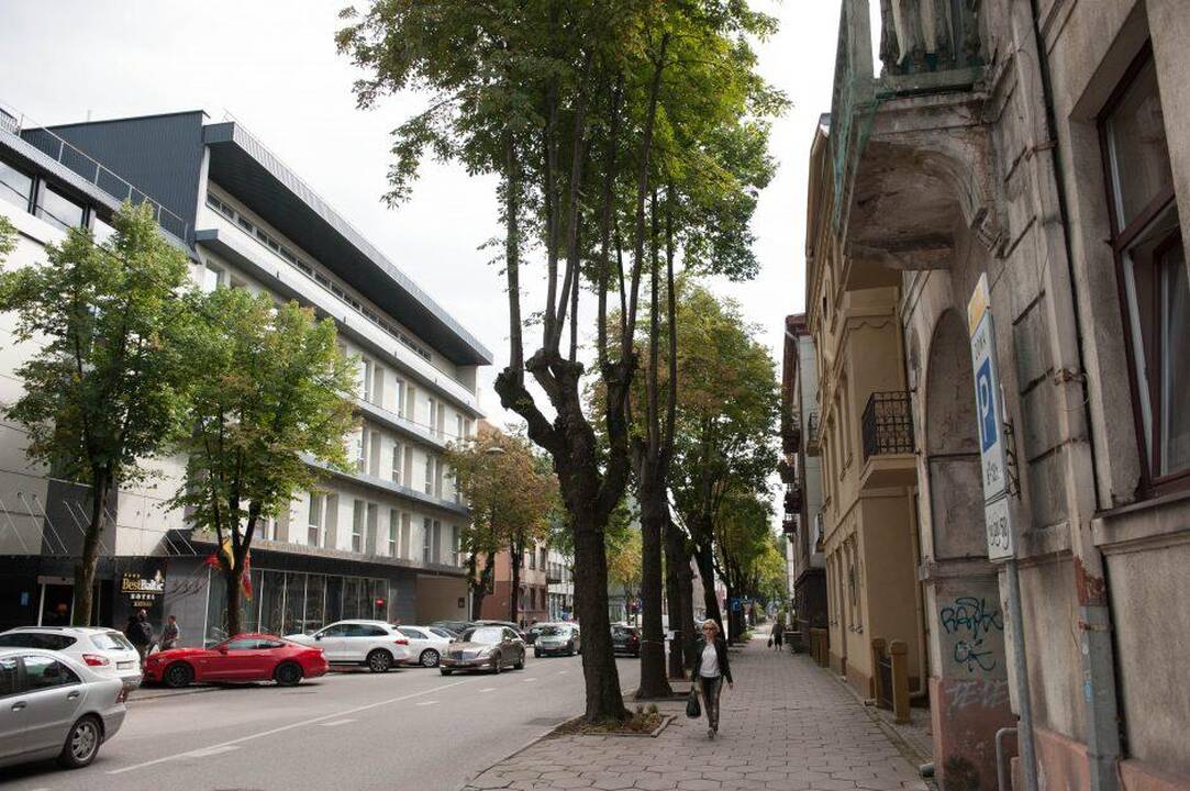 Galutinės išvados dėl A. Mickevičiaus gatvės medžių: siūlo šalinti beveik pusę