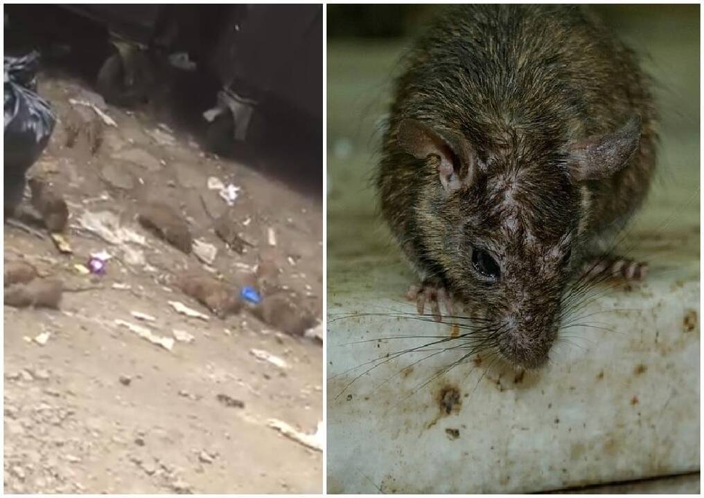 Pasibaisėjo vaizdu sostinėje: tiek žiurkių prie konteinerio dar neteko matyti