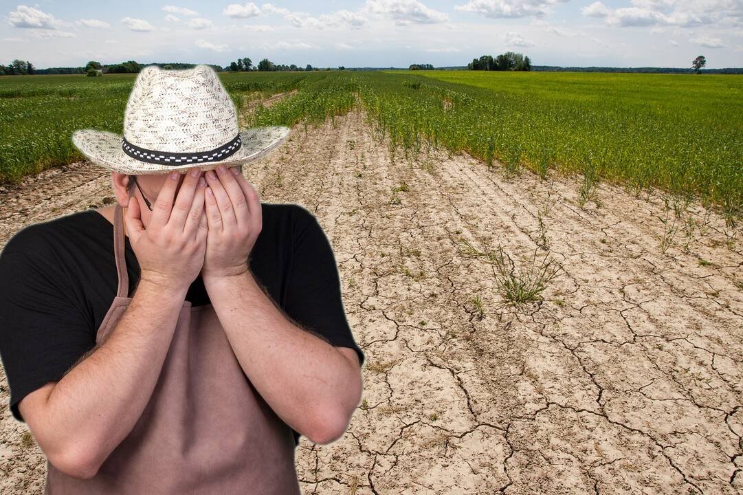 Ūkininkai apie katastrofišką situaciją: lietus nieko nebepakeis