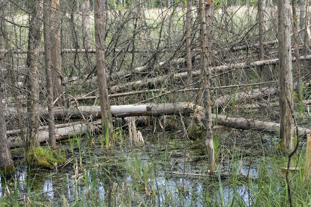 Iš pavojingos pelkės teko vaduoti ne tik paklydėles, bet ir jų gelbėtojus