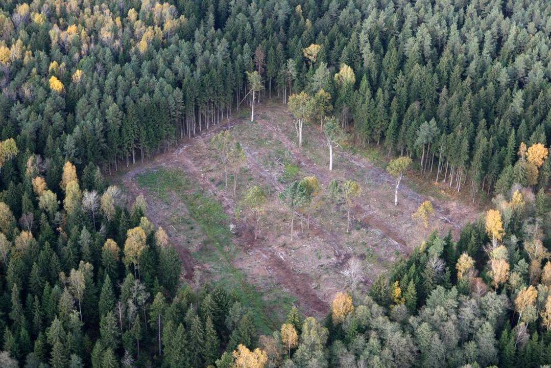 Nori griežtinti sodybų atstatymą miške: kas keistųsi?