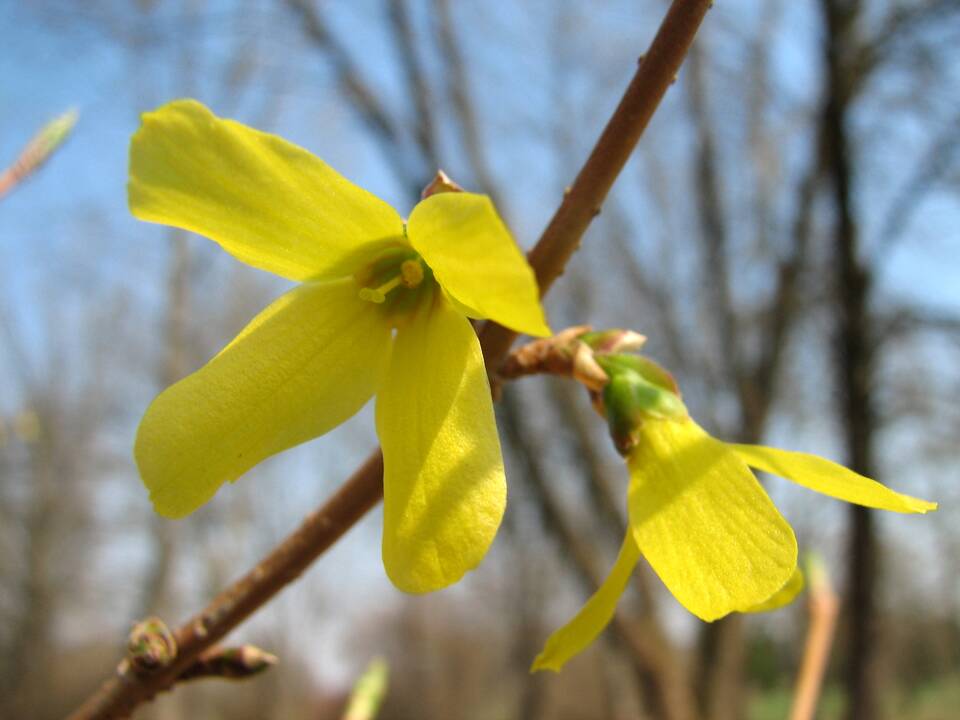 Įvairovė: Dubravos arboretume auga net 50 skirtingų rūšių magnolijų.