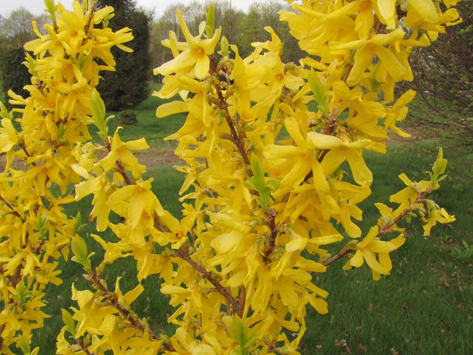 Įvairovė: Dubravos arboretume auga net 50 skirtingų rūšių magnolijų.