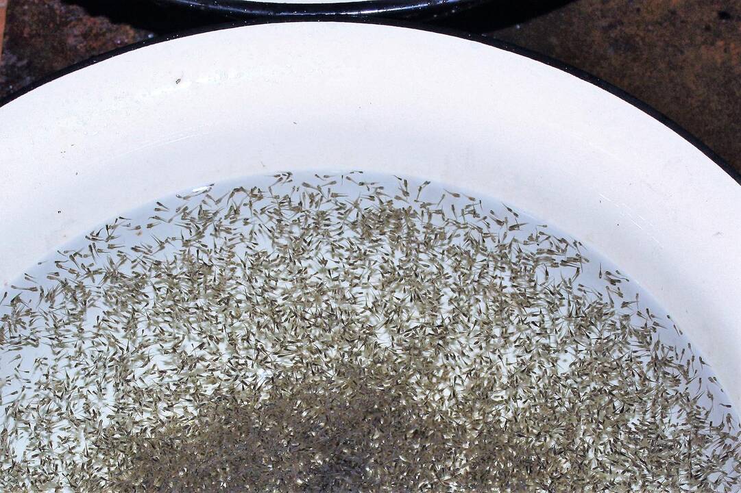Į Nemuno deltos upes paleisti keli milijonai vėgėlių jauniklių