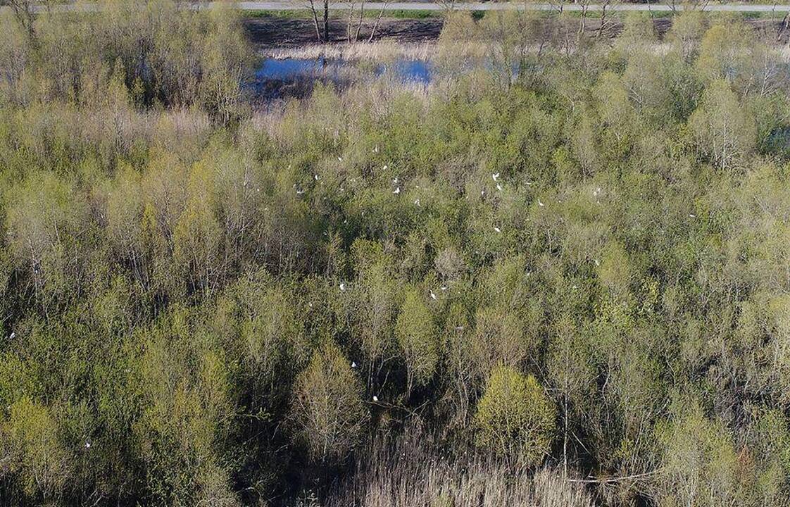 Namai: Rusnės salos nendrynuose ir krūmynuose buvo aptikta 160 baltųjų garnių lizdų.