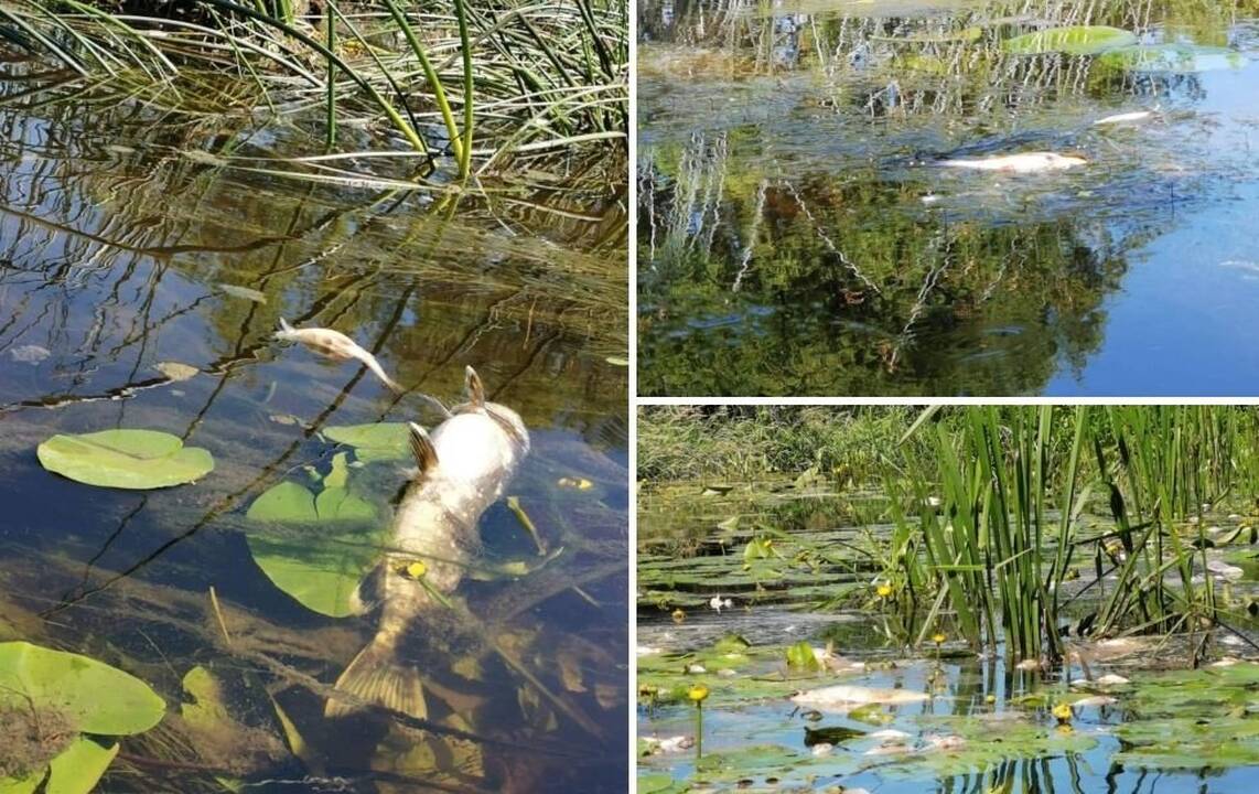 Tvenkinyje – kritinė padėtis: kol ieškoma kaltų dėl nusekusio vandens, žmonės gaivina žuvis