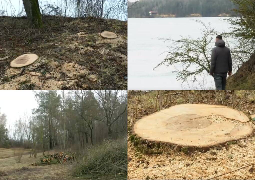 Akibrokštas: pjovėjai aiškina, kad netyčia galėjo nukirsti ne tuos medžius
