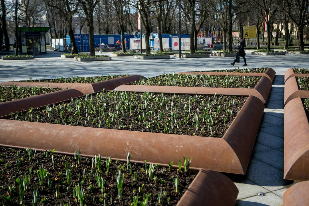 Žiedai: prie savivaldybės pražys tulpės, hiacintai, dekoratyviniai česnakai.