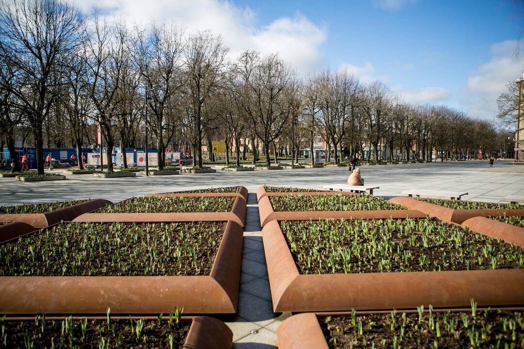 Žiedai: prie savivaldybės pražys tulpės, hiacintai, dekoratyviniai česnakai.