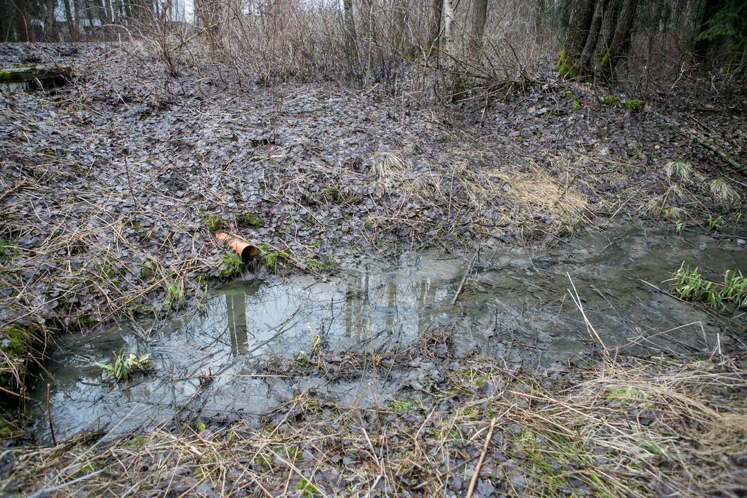 Tarša: į melioracijos griovį bėga, kaip įtariama, nevalytos nuotekos.