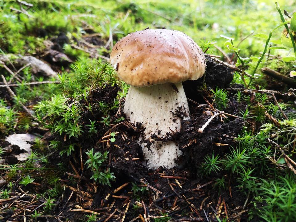 Rekordai: voveraitė pradeda augti vos nuo 1 mm per parą, baravykas – beveik dešimtkart greičiau, maždaug 1 cm per parą, o poniabudė, kai jau susiformuoja jos kiaušinis, – net 5 mm per minutę.