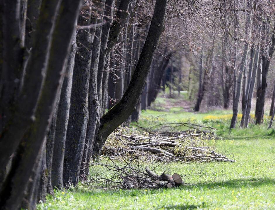 Lankoma: pasak vietinių, Narsiečių liepų alėją pamėgę lankytojai, todėl nesinorėtų, kad jos neliktų.