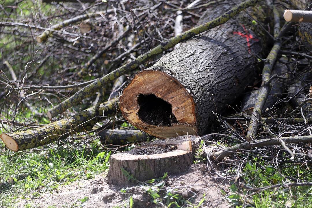 Lankoma: pasak vietinių, Narsiečių liepų alėją pamėgę lankytojai, todėl nesinorėtų, kad jos neliktų.
