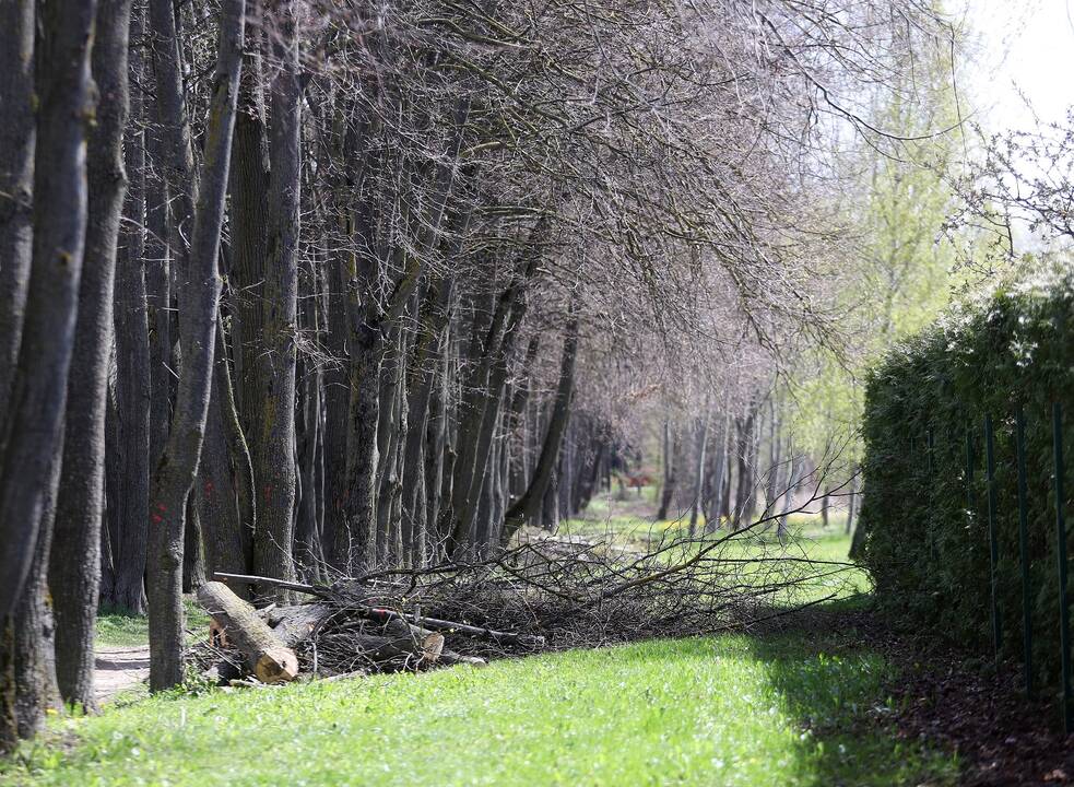 Lankoma: pasak vietinių, Narsiečių liepų alėją pamėgę lankytojai, todėl nesinorėtų, kad jos neliktų.