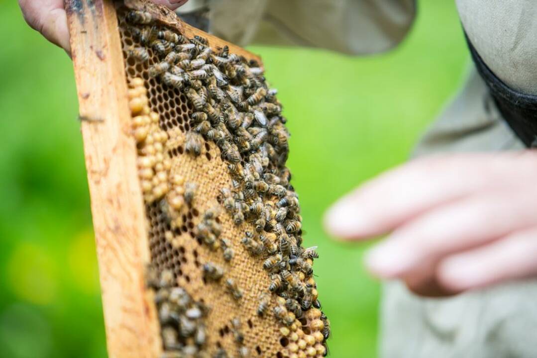 Ūkininkai stveriasi už galvos: kažkas pavogė dešimt avilių ir medsukį