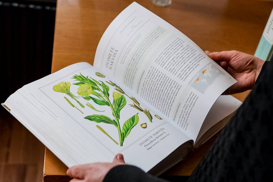 Pristatymas: anot O.Ragažanskienės, ši knyga turėtų atsirasti kiekvieno vaistiniais augalais besidominčio žmogaus namų bibliotekoje.
